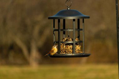 Bu tatlı küçük Carolina Wren kuş yemliğinin kara kafesine tutunuyor. İçinde kuş yemi kekleri olan yapı. Bu kuşun kahverengi tüyleri neredeyse çevreye karışıyor..