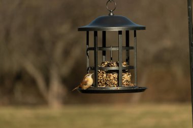 Bu tatlı küçük Carolina Wren kuş yemliğinin kara kafesine tutunuyor. İçinde kuş yemi kekleri olan yapı. Bu kuşun kahverengi tüyleri neredeyse çevreye karışıyor..