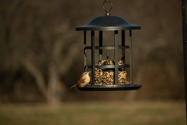 Bu tatlı küçük Carolina Wren kuş yemliğinin kara kafesine tutunuyor. İçinde kuş yemi kekleri olan yapı. Bu kuşun kahverengi tüyleri neredeyse çevreye karışıyor..