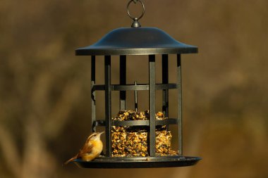 Bu tatlı küçük Carolina Wren kuş yemliğinin kara kafesine tutunuyor. İçinde kuş yemi kekleri olan yapı. Bu kuşun kahverengi tüyleri neredeyse çevreye karışıyor..