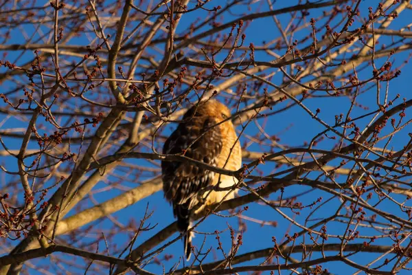 Bu güzel kırmızı omuzlu şahin ağaca tünemiş avından saklanmaya çalışıyor. Tüylerinin beyaz benekleri göze çarpıyor. Sonbahar mevsimi nedeniyle dalların yaprakları yok..