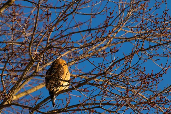 Bu güzel kırmızı omuzlu şahin ağaca tünemiş avından saklanmaya çalışıyor. Tüylerinin beyaz benekleri göze çarpıyor. Sonbahar mevsimi nedeniyle dalların yaprakları yok..