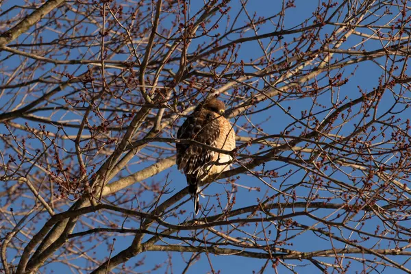 Bu güzel kırmızı omuzlu şahin ağaca tünemiş avından saklanmaya çalışıyor. Tüylerinin beyaz benekleri göze çarpıyor. Sonbahar mevsimi nedeniyle dalların yaprakları yok..