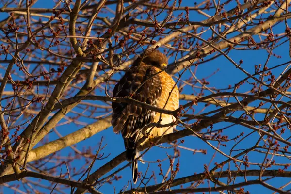 Bu güzel kırmızı omuzlu şahin ağaca tünemiş avından saklanmaya çalışıyor. Tüylerinin beyaz benekleri göze çarpıyor. Sonbahar mevsimi nedeniyle dalların yaprakları yok..