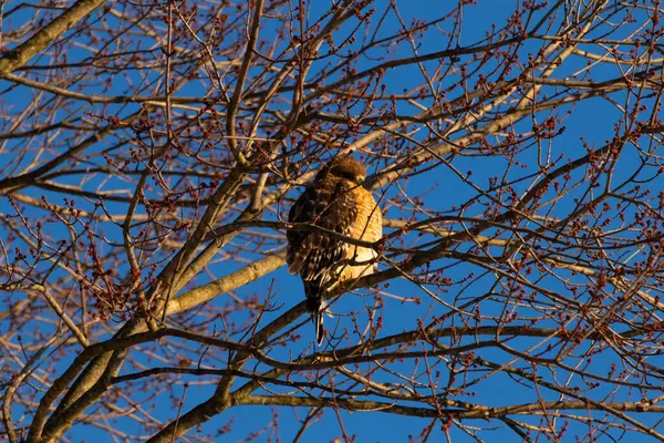 Bu güzel kırmızı omuzlu şahin ağaca tünemiş avından saklanmaya çalışıyor. Tüylerinin beyaz benekleri göze çarpıyor. Sonbahar mevsimi nedeniyle dalların yaprakları yok..