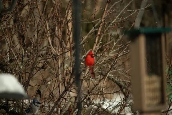 Bu güzel erkek kardinal ağacın dallarına tünemiş. Kış mevsimi nedeniyle yaprakları olmadan dallardan sarkan parlak kırmızı bedeni.