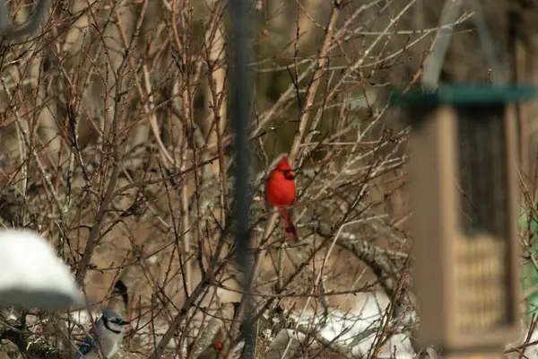 Bu güzel erkek kardinal ağacın dallarına tünemiş. Kış mevsimi nedeniyle yaprakları olmadan dallardan sarkan parlak kırmızı bedeni.