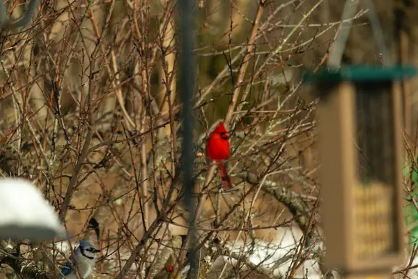 Bu güzel erkek kardinal ağacın dallarına tünemiş. Kış mevsimi nedeniyle yaprakları olmadan dallardan sarkan parlak kırmızı bedeni.