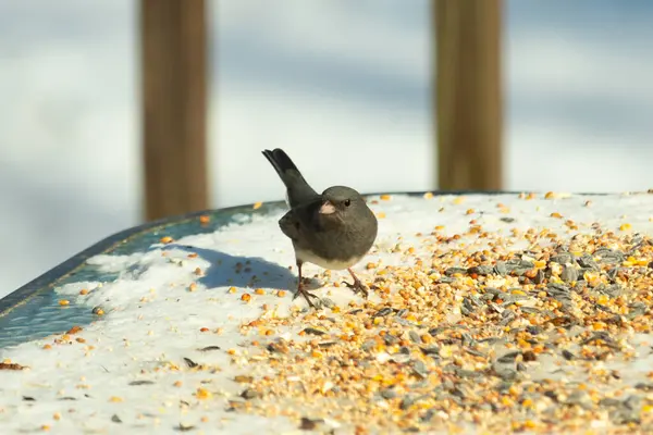 Bu tatlı, koyu renk gözlü junco kışın yemek yemek için cam masaya çıktı. Bu küçük siyah kuşun her tarafında kar ve kuş yemi var. Bu kuşun bir diğer adı da kar kuşu..