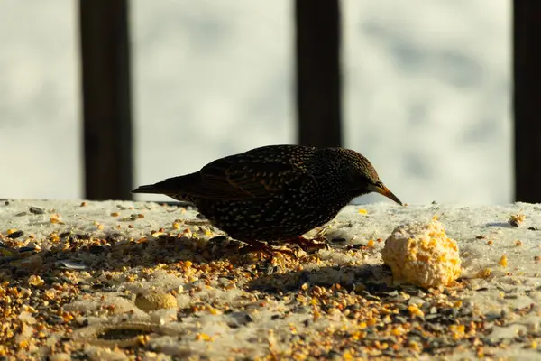 Bu güzel sığırcık biraz yemek için masasına geldi. Kuş yemi siyah tüylü vücudunun her tarafında yatıyordu. Gagası yiyeceği gösteriyordu. Kuşlar sadece beyaz benek gösteriyor.