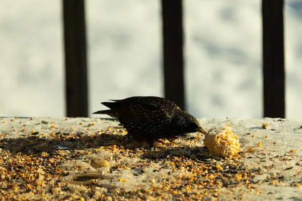 Bu güzel sığırcık biraz yemek için masasına geldi. Kuş yemi siyah tüylü vücudunun her tarafında yatıyordu. Gagası yiyeceği gösteriyordu. Kuşlar sadece beyaz benek gösteriyor.