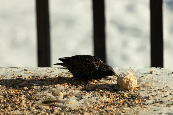 Bu güzel sığırcık biraz yemek için masasına geldi. Kuş yemi siyah tüylü vücudunun her tarafında yatıyordu. Gagası yiyeceği gösteriyordu. Kuşlar sadece beyaz benek gösteriyor.
