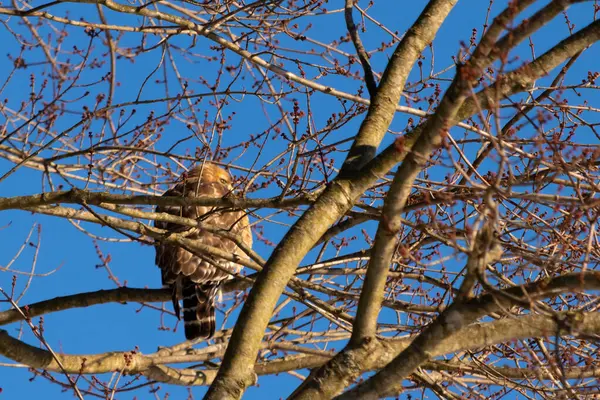 Bu güzel kırmızı omuzlu şahin ağaca tünemiş avından saklanmaya çalışıyor. Tüylerinin beyaz benekleri göze çarpıyor. Sonbahar mevsimi nedeniyle dalların yaprakları yok..