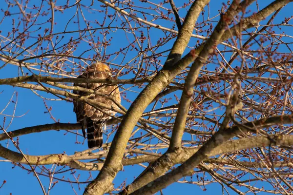 Bu güzel kırmızı omuzlu şahin ağaca tünemiş avından saklanmaya çalışıyor. Tüylerinin beyaz benekleri göze çarpıyor. Sonbahar mevsimi nedeniyle dalların yaprakları yok..