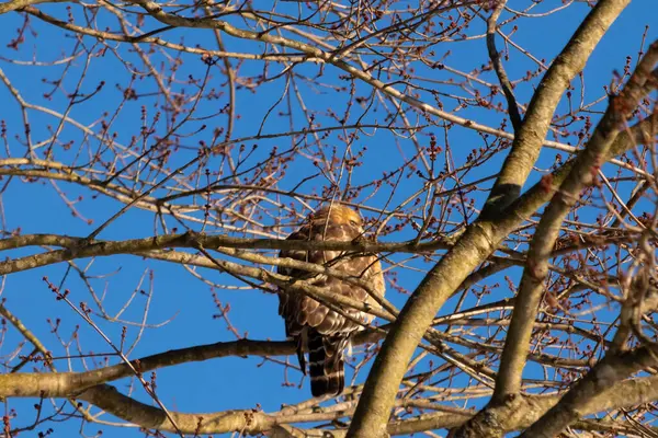 Bu güzel kırmızı omuzlu şahin ağaca tünemiş avından saklanmaya çalışıyor. Tüylerinin beyaz benekleri göze çarpıyor. Sonbahar mevsimi nedeniyle dalların yaprakları yok..