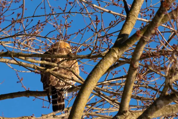 Bu güzel kırmızı omuzlu şahin ağaca tünemiş avından saklanmaya çalışıyor. Tüylerinin beyaz benekleri göze çarpıyor. Sonbahar mevsimi nedeniyle dalların yaprakları yok..