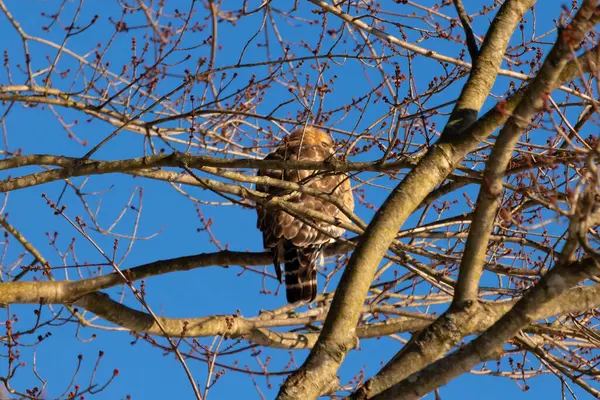 Bu güzel kırmızı omuzlu şahin ağaca tünemiş avından saklanmaya çalışıyor. Tüylerinin beyaz benekleri göze çarpıyor. Sonbahar mevsimi nedeniyle dalların yaprakları yok..