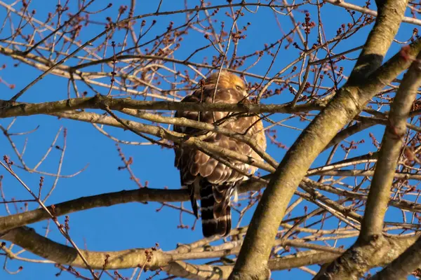 Bu güzel kırmızı omuzlu şahin ağaca tünemiş avından saklanmaya çalışıyor. Tüylerinin beyaz benekleri göze çarpıyor. Sonbahar mevsimi nedeniyle dalların yaprakları yok..