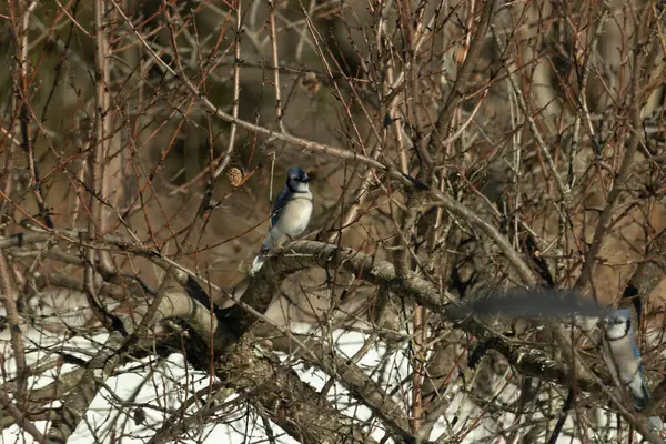Bu güzel mavi karga bu ağacın dallarına tünemişti. Uzuvların kış mevsimi nedeniyle yaprakları yok. Mavi tüyleri kahverengi sonbahar renklerinden.