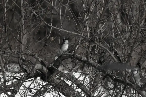 Bu güzel mavi karga bu ağacın dallarına tünemişti. Uzuvların kış mevsimi nedeniyle yaprakları yok. Mavi tüyleri kahverengi sonbahar renklerinden.