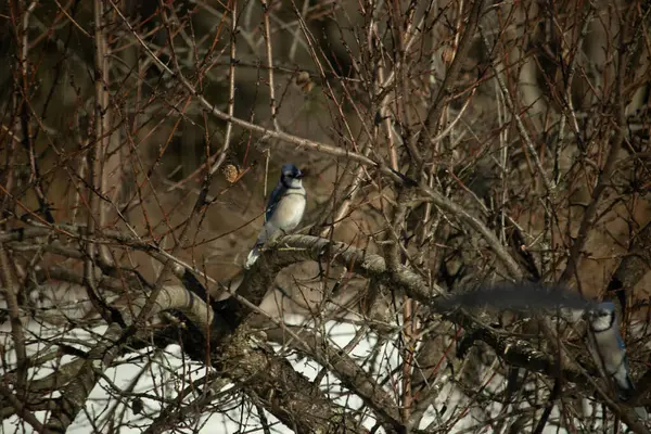 Bu güzel mavi karga bu ağacın dallarına tünemişti. Uzuvların kış mevsimi nedeniyle yaprakları yok. Mavi tüyleri kahverengi sonbahar renklerinden.