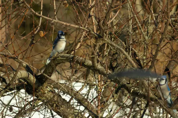Bu güzel mavi karga bu ağacın dallarına tünemişti. Uzuvların kış mevsimi nedeniyle yaprakları yok. Mavi tüyleri kahverengi sonbahar renklerinden.