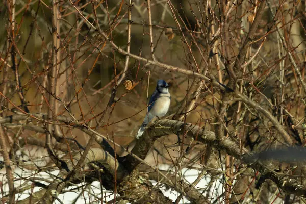 Bu güzel mavi karga bu ağacın dallarına tünemişti. Uzuvların kış mevsimi nedeniyle yaprakları yok. Mavi tüyleri kahverengi sonbahar renklerinden.