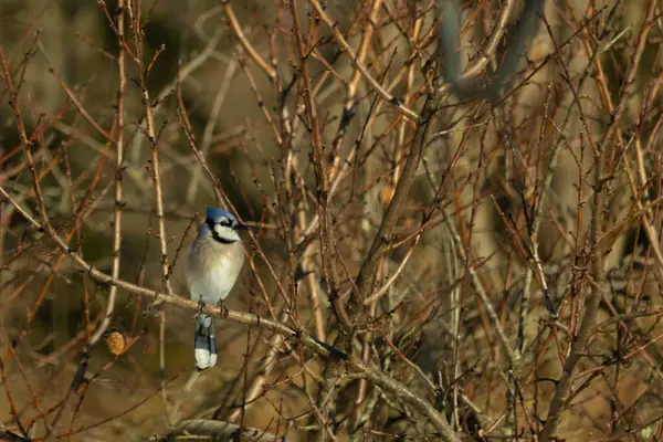Bu güzel mavi karga bu ağacın dallarına tünemişti. Uzuvların kış mevsimi nedeniyle yaprakları yok. Mavi tüyleri kahverengi sonbahar renklerinden.