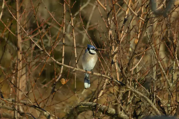 Bu güzel mavi karga bu ağacın dallarına tünemişti. Uzuvların kış mevsimi nedeniyle yaprakları yok. Mavi tüyleri kahverengi sonbahar renklerinden.