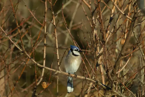 Bu güzel mavi karga bu ağacın dallarına tünemişti. Uzuvların kış mevsimi nedeniyle yaprakları yok. Mavi tüyleri kahverengi sonbahar renklerinden.