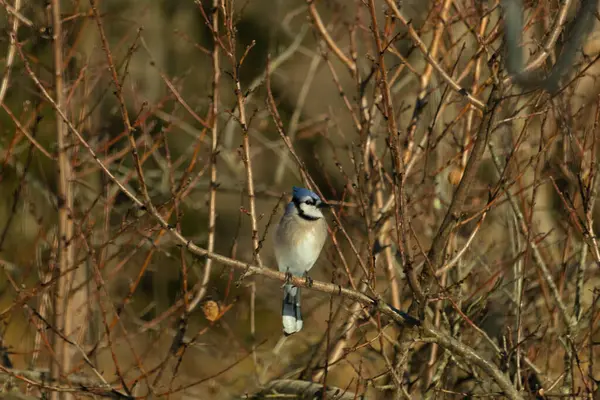 Bu güzel mavi karga bu ağacın dallarına tünemişti. Uzuvların kış mevsimi nedeniyle yaprakları yok. Mavi tüyleri kahverengi sonbahar renklerinden.