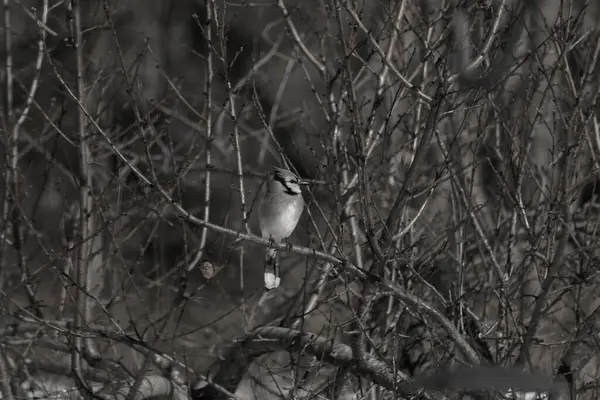 Bu güzel mavi karga bu ağacın dallarına tünemişti. Uzuvların kış mevsimi nedeniyle yaprakları yok. Mavi tüyleri kahverengi sonbahar renklerinden.