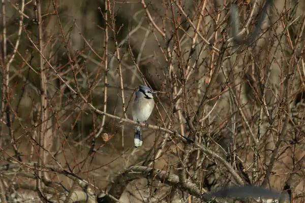 Bu güzel mavi karga bu ağacın dallarına tünemişti. Uzuvların kış mevsimi nedeniyle yaprakları yok. Mavi tüyleri kahverengi sonbahar renklerinden.