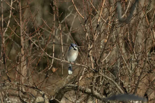 Bu güzel mavi karga bu ağacın dallarına tünemişti. Uzuvların kış mevsimi nedeniyle yaprakları yok. Mavi tüyleri kahverengi sonbahar renklerinden.