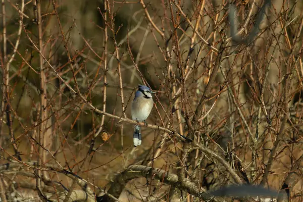 Bu güzel mavi karga bu ağacın dallarına tünemişti. Uzuvların kış mevsimi nedeniyle yaprakları yok. Mavi tüyleri kahverengi sonbahar renklerinden.