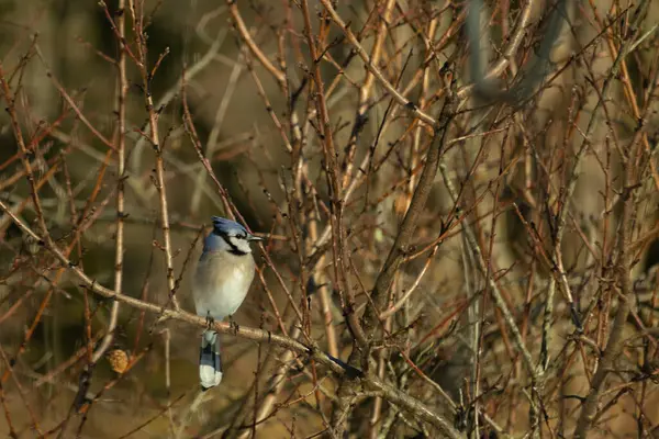 Bu güzel mavi karga bu ağacın dallarına tünemişti. Uzuvların kış mevsimi nedeniyle yaprakları yok. Mavi tüyleri kahverengi sonbahar renklerinden.