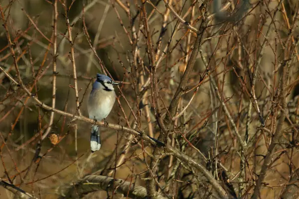 Bu güzel mavi karga bu ağacın dallarına tünemişti. Uzuvların kış mevsimi nedeniyle yaprakları yok. Mavi tüyleri kahverengi sonbahar renklerinden.