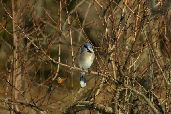 Bu güzel mavi karga bu ağacın dallarına tünemişti. Uzuvların kış mevsimi nedeniyle yaprakları yok. Mavi tüyleri kahverengi sonbahar renklerinden.