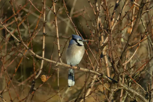Bu güzel mavi karga bu ağacın dallarına tünemişti. Uzuvların kış mevsimi nedeniyle yaprakları yok. Mavi tüyleri kahverengi sonbahar renklerinden.