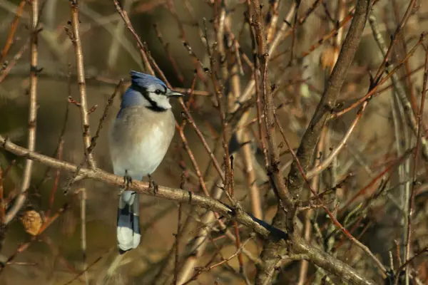 Bu güzel mavi karga bu ağacın dallarına tünemişti. Uzuvların kış mevsimi nedeniyle yaprakları yok. Mavi tüyleri kahverengi sonbahar renklerinden.