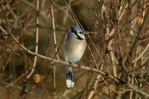 Bu güzel mavi karga bu ağacın dallarına tünemişti. Uzuvların kış mevsimi nedeniyle yaprakları yok. Mavi tüyleri kahverengi sonbahar renklerinden.