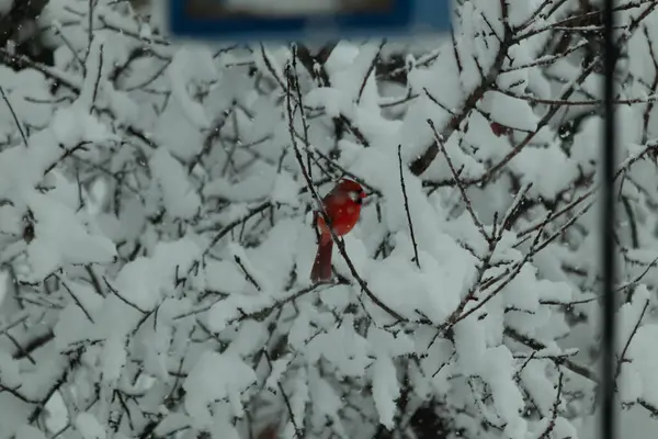 Bu güzel kırmızı erkek kardinal güzel kırmızı tüyleriyle göze çarpıyor. Onun küçük siyah maskesi ileriye odaklandı. Çok fazla beyaz karın arasına tünemiş ona güzel bir kış bakışı veriyor..