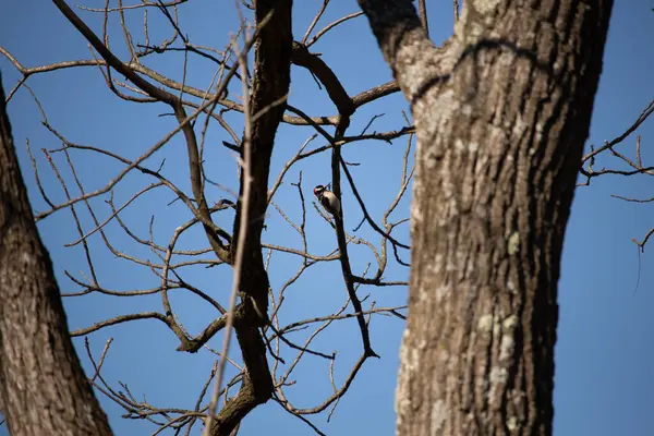 Bu güzel ağaçkakan bu ağacın dalına tünemişti. Kafasındaki kırmızı, erkek olduğunu gösteriyor. Arkadaki mavi gökyüzünden süzülen siyah beyaz tüyler.