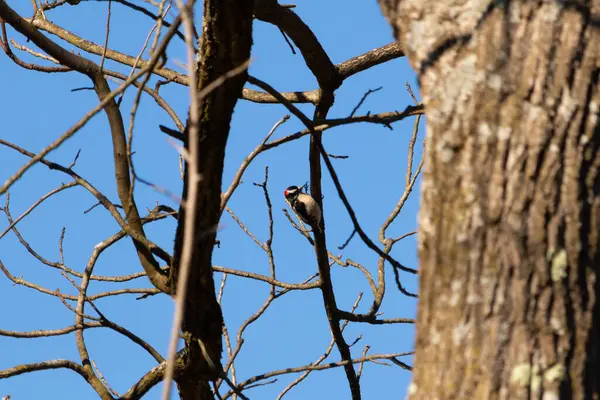 Bu güzel ağaçkakan bu ağacın dalına tünemişti. Kafasındaki kırmızı, erkek olduğunu gösteriyor. Arkadaki mavi gökyüzünden süzülen siyah beyaz tüyler.