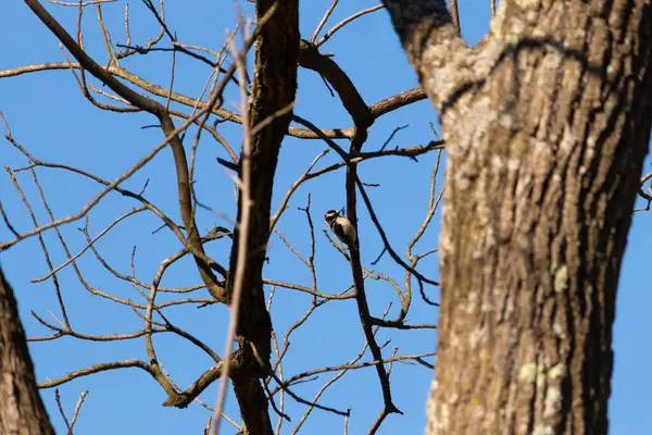 Bu güzel ağaçkakan bu ağacın dalına tünemişti. Kafasındaki kırmızı, erkek olduğunu gösteriyor. Arkadaki mavi gökyüzünden süzülen siyah beyaz tüyler.