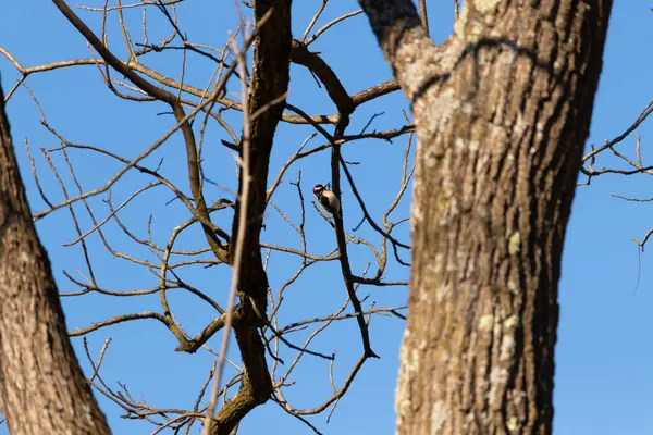 Bu güzel ağaçkakan bu ağacın dalına tünemişti. Kafasındaki kırmızı, erkek olduğunu gösteriyor. Arkadaki mavi gökyüzünden süzülen siyah beyaz tüyler.