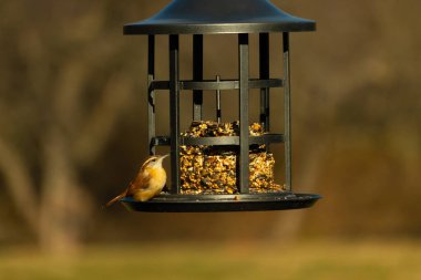 Bu tatlı küçük Carolina Wren kuş yemliğinin kara kafesine tutunuyor. İçinde kuş yemi kekleri olan yapı. Bu kuşun kahverengi tüyleri neredeyse çevreye karışıyor..