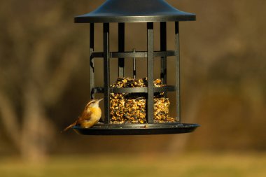 Bu tatlı küçük Carolina Wren kuş yemliğinin kara kafesine tutunuyor. İçinde kuş yemi kekleri olan yapı. Bu kuşun kahverengi tüyleri neredeyse çevreye karışıyor..