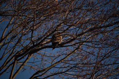 Bu kırmızı omuzlu şahin, çevreye uyum sağlamaya çalışıyor. Bu yırtıcının kahverengi tüyleri çıplak dallardan sarkan tüyler. Sonbahar mevsimi nedeniyle yapraksız uzuvlar.