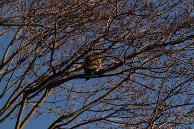 Bu kırmızı omuzlu şahin, çevreye uyum sağlamaya çalışıyor. Bu yırtıcının kahverengi tüyleri çıplak dallardan sarkan tüyler. Sonbahar mevsimi nedeniyle yapraksız uzuvlar.